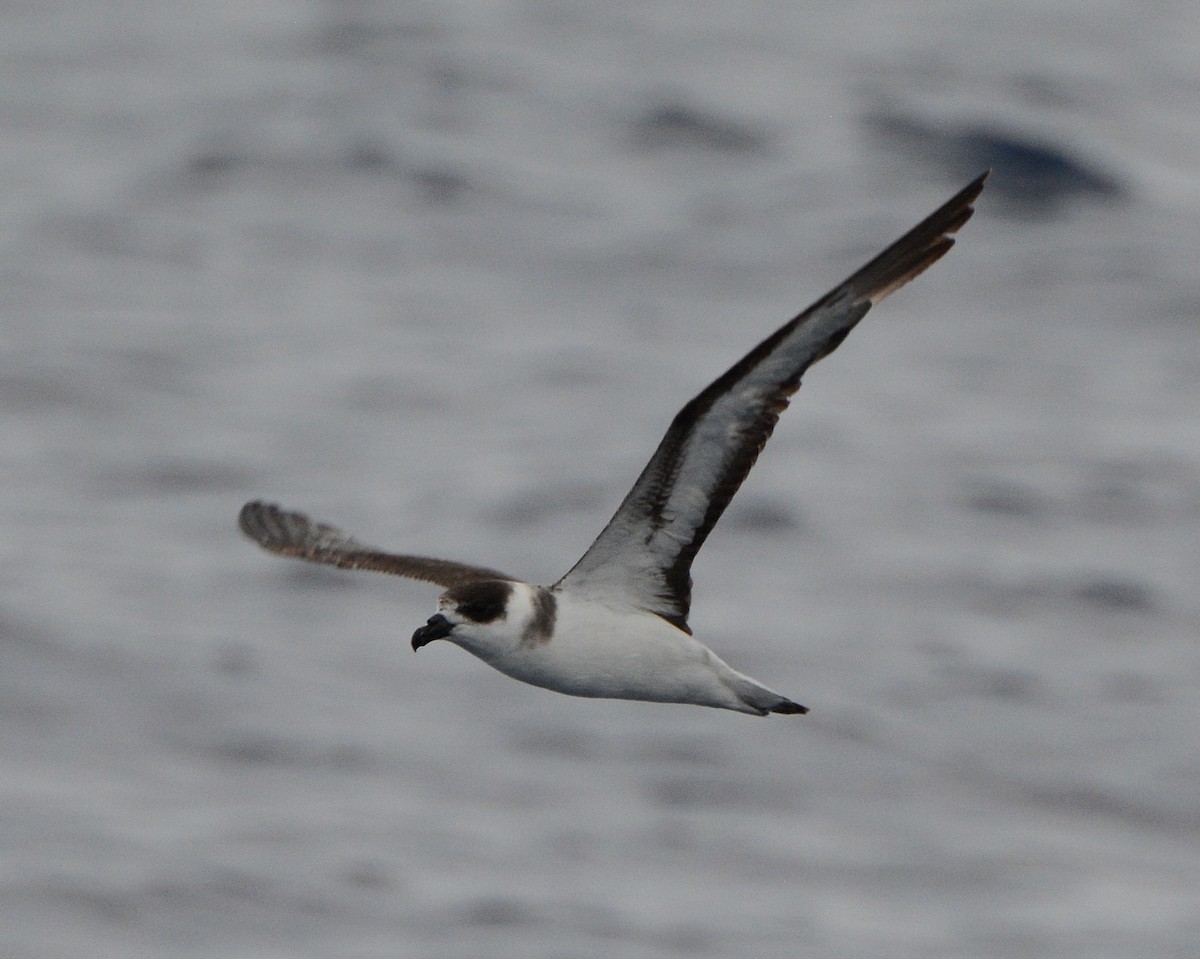 Black-capped Petrel - Keith McCullough