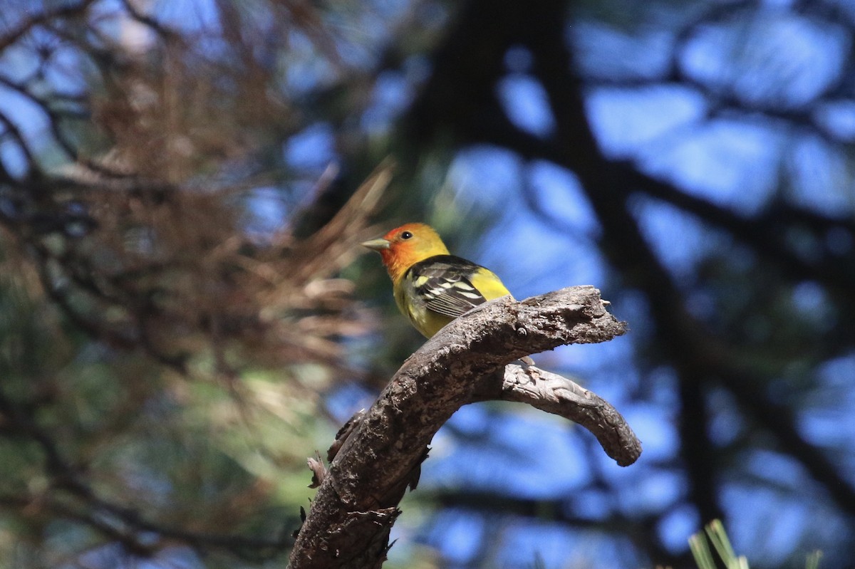 Western Tanager - ML101106951