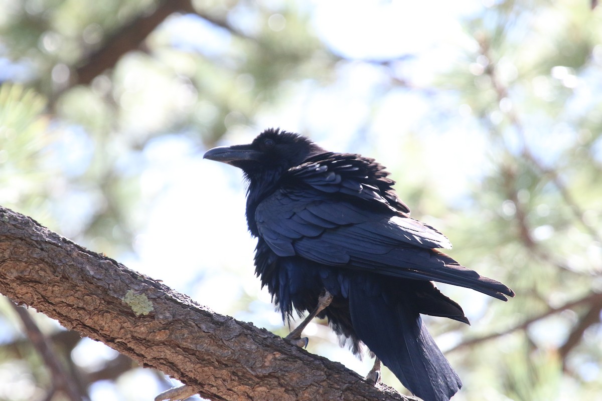 Common Raven - Vicki  Sandage