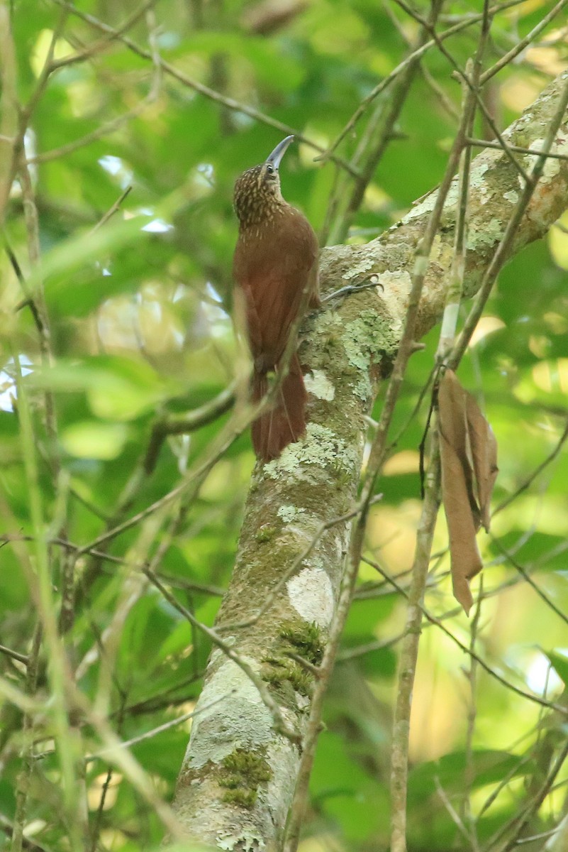 Cocoa Woodcreeper (Lawrence's) - Tim Lenz