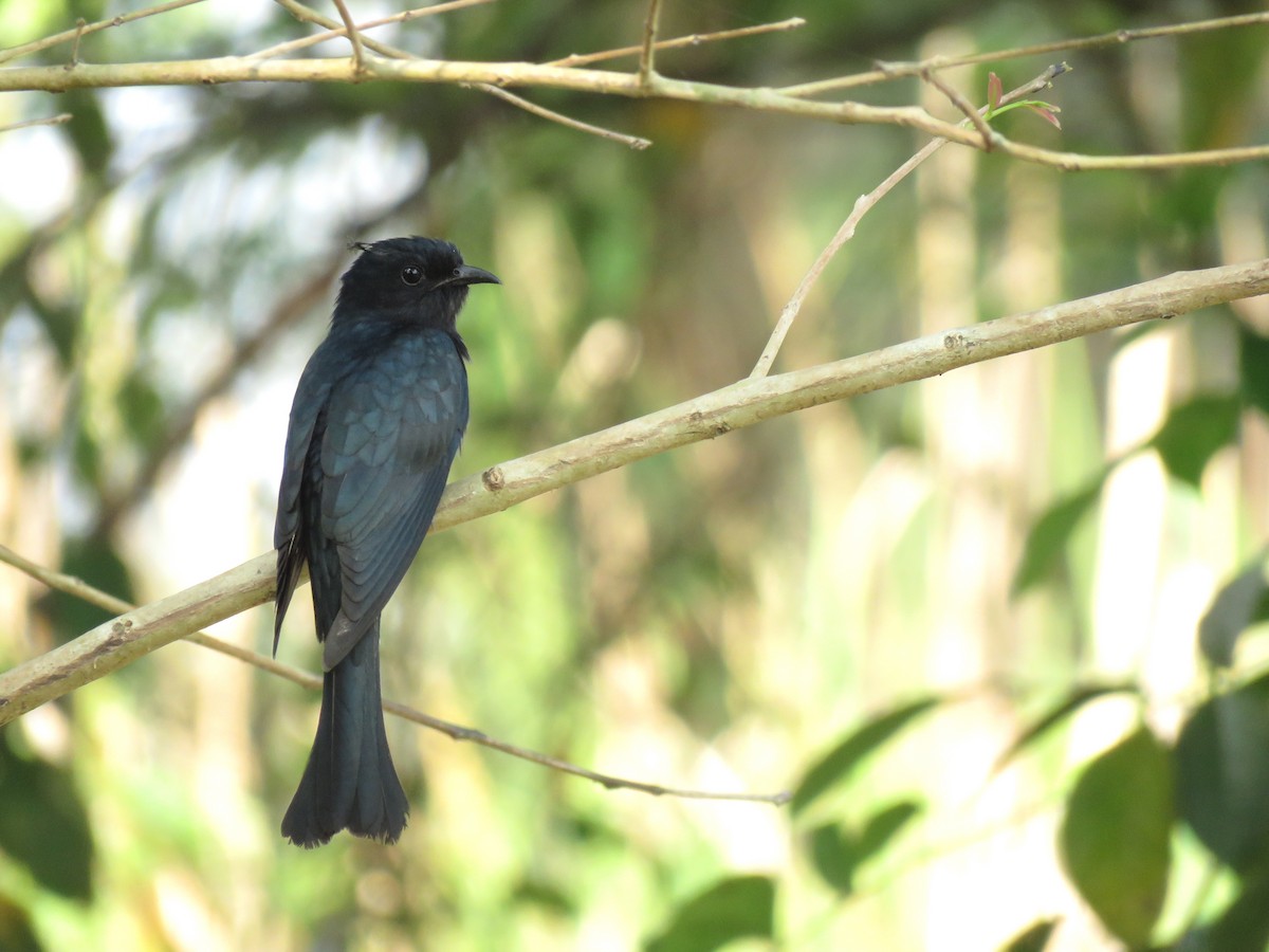 Square-tailed Drongo-Cuckoo - Thibaut RIVIERE
