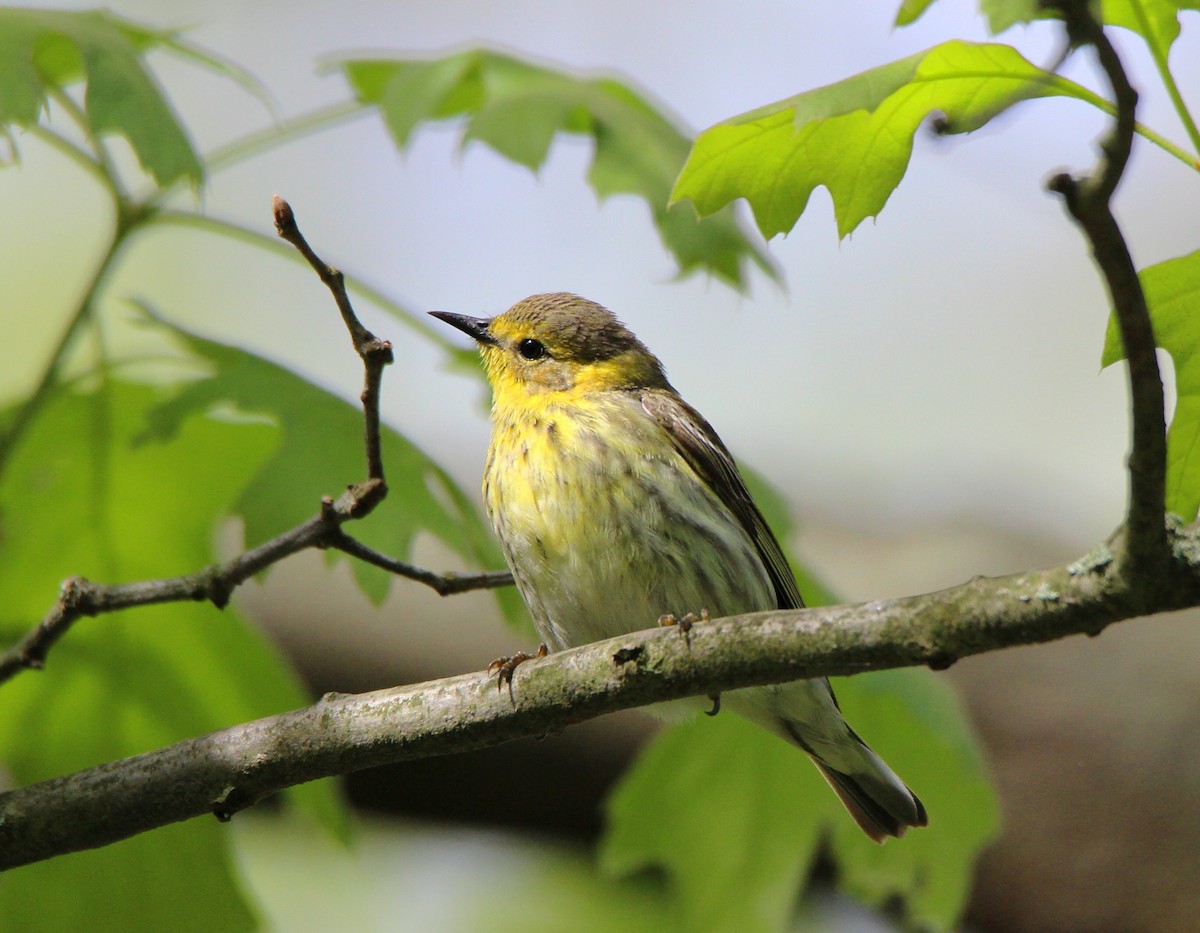 Cape May Warbler - ML101113151