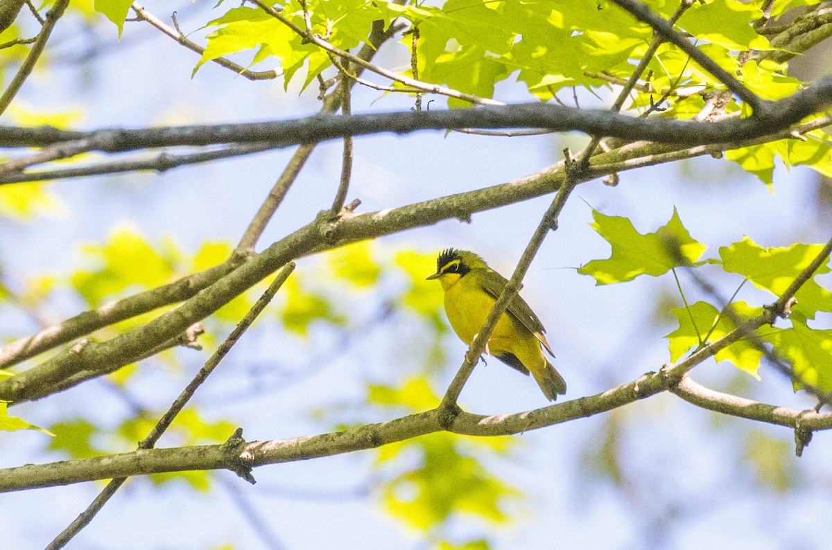 Kentucky Warbler - Kenny Younger