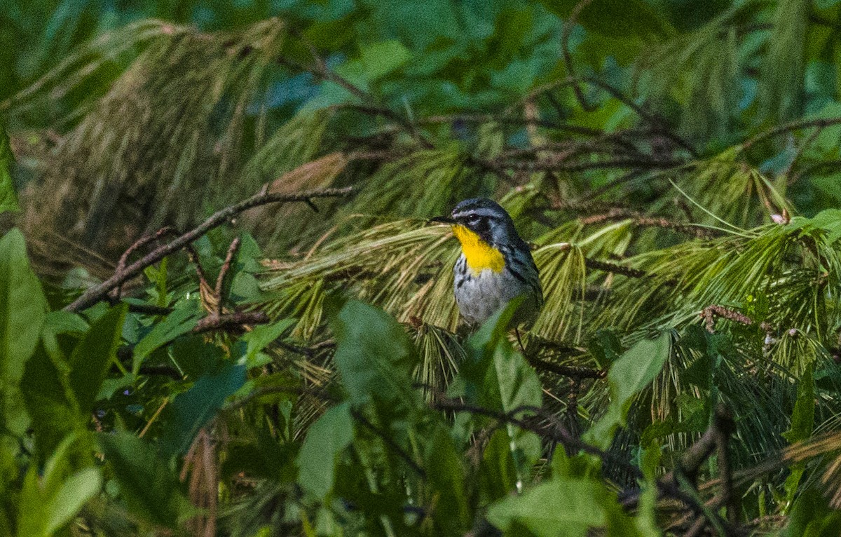 Yellow-throated Warbler - Kenny Younger