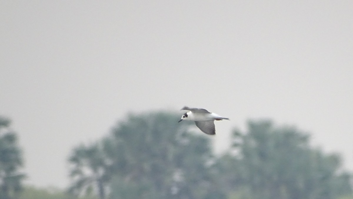 White-winged Tern - ML101122211