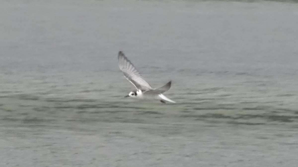 White-winged Tern - Pradnyavant Mane