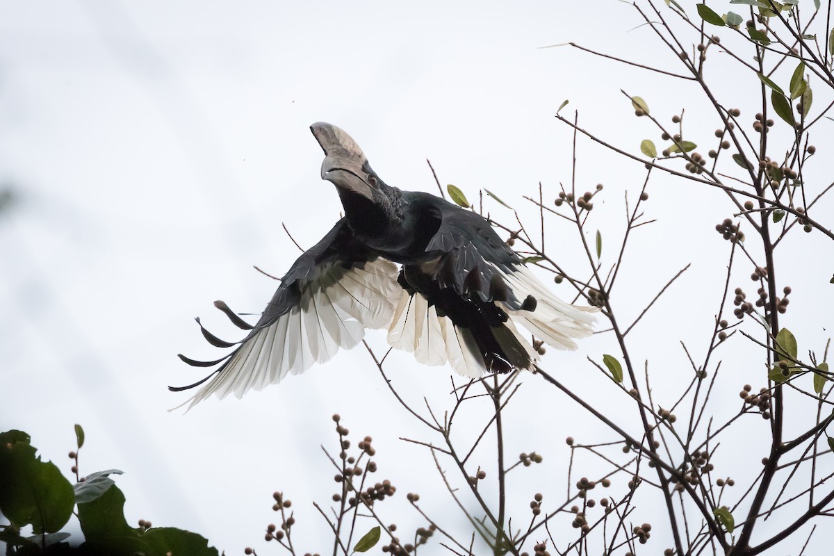 Black-and-white-casqued Hornbill - Christopher Sloan