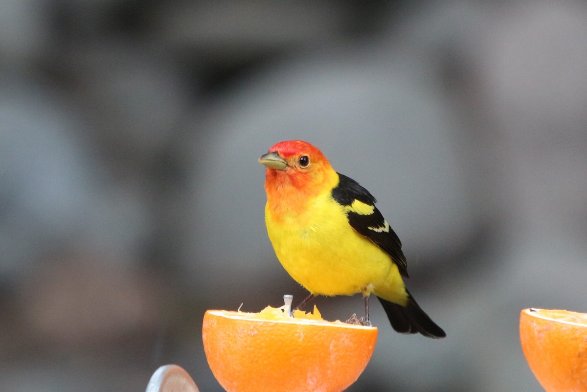 Western Tanager - Sue Elwell