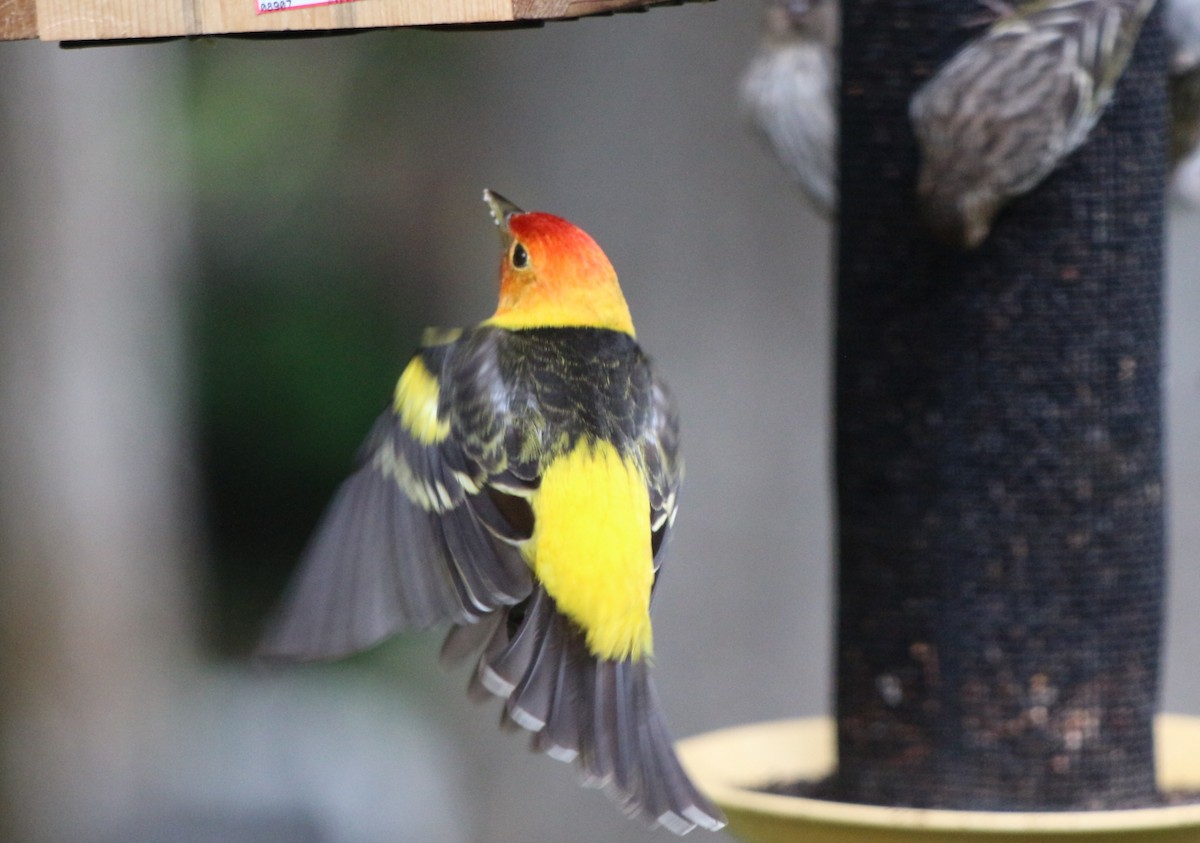 Western Tanager - ML101123861
