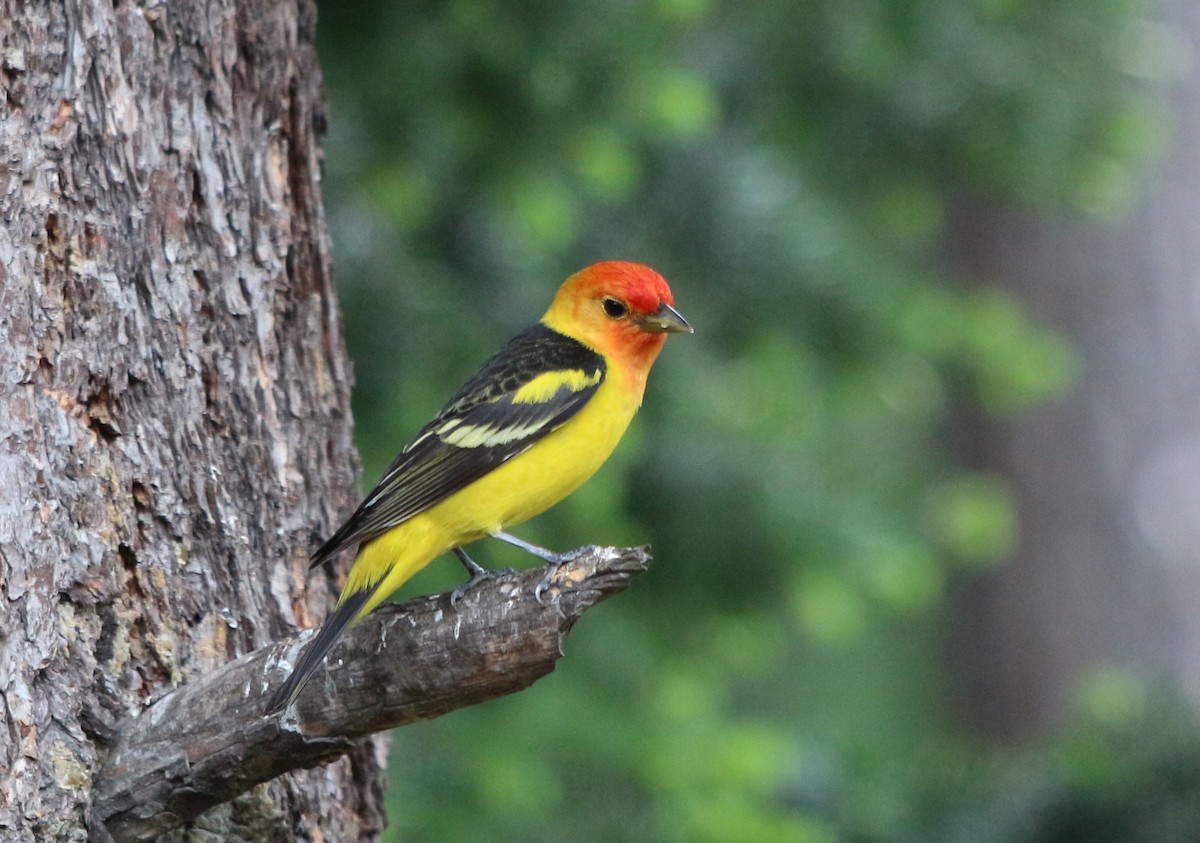 Western Tanager - ML101123941