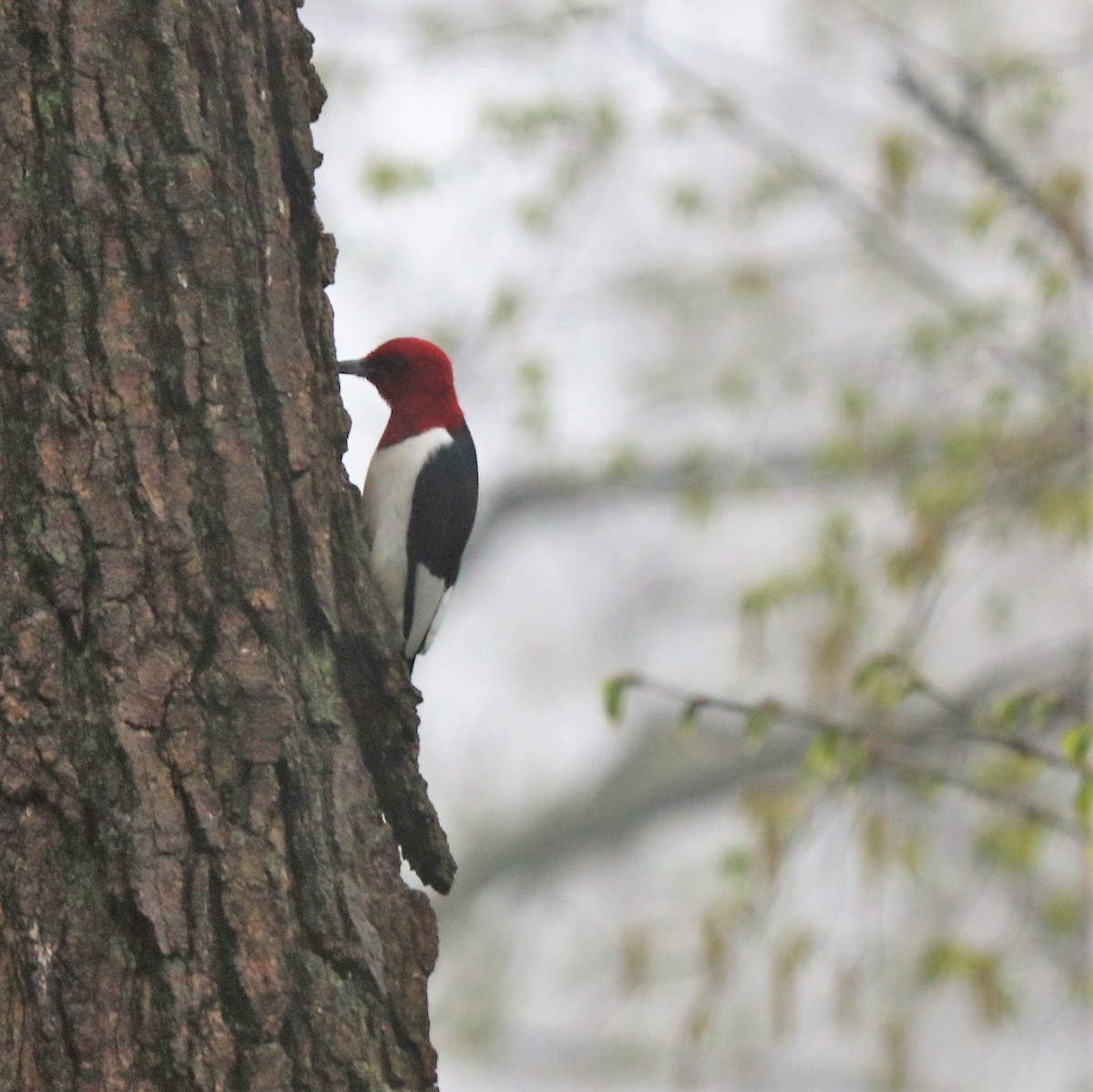 Red-headed Woodpecker - Team Sidhu-White