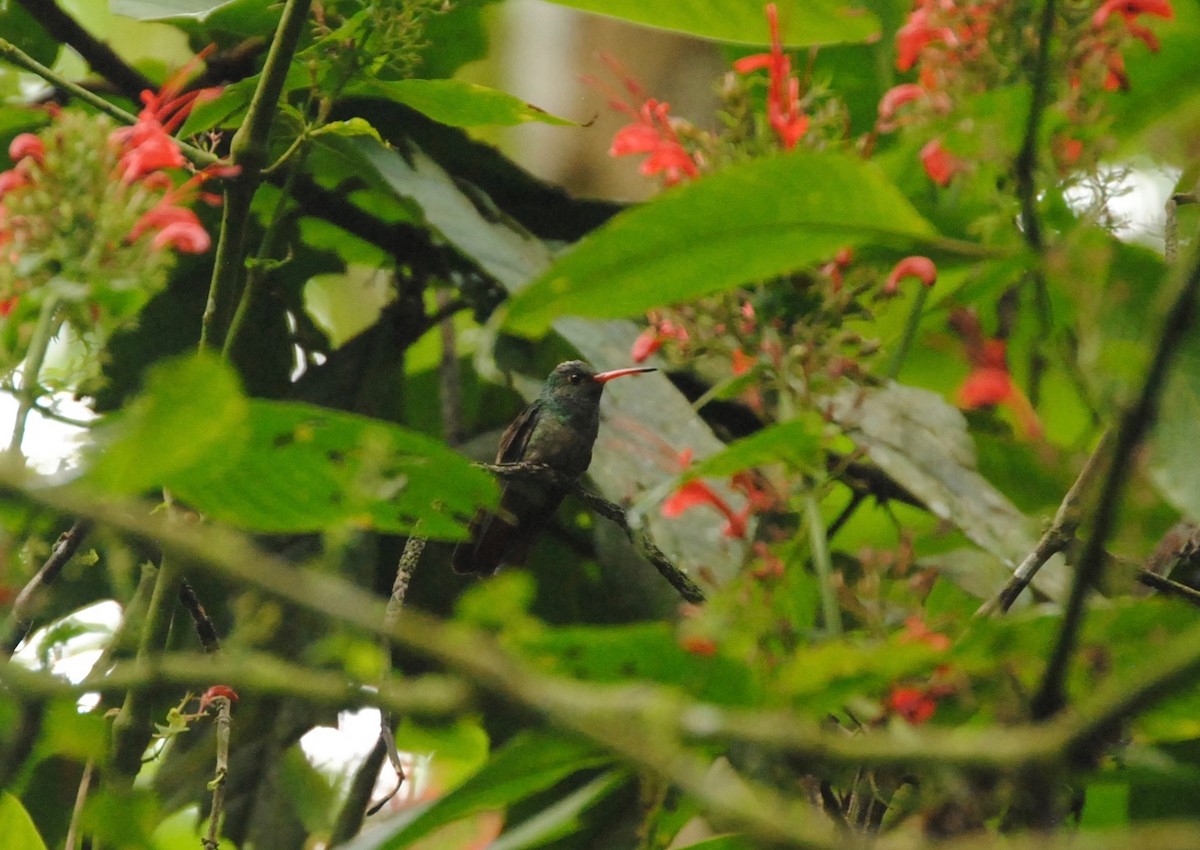 Rufous-tailed Hummingbird - Anonymous