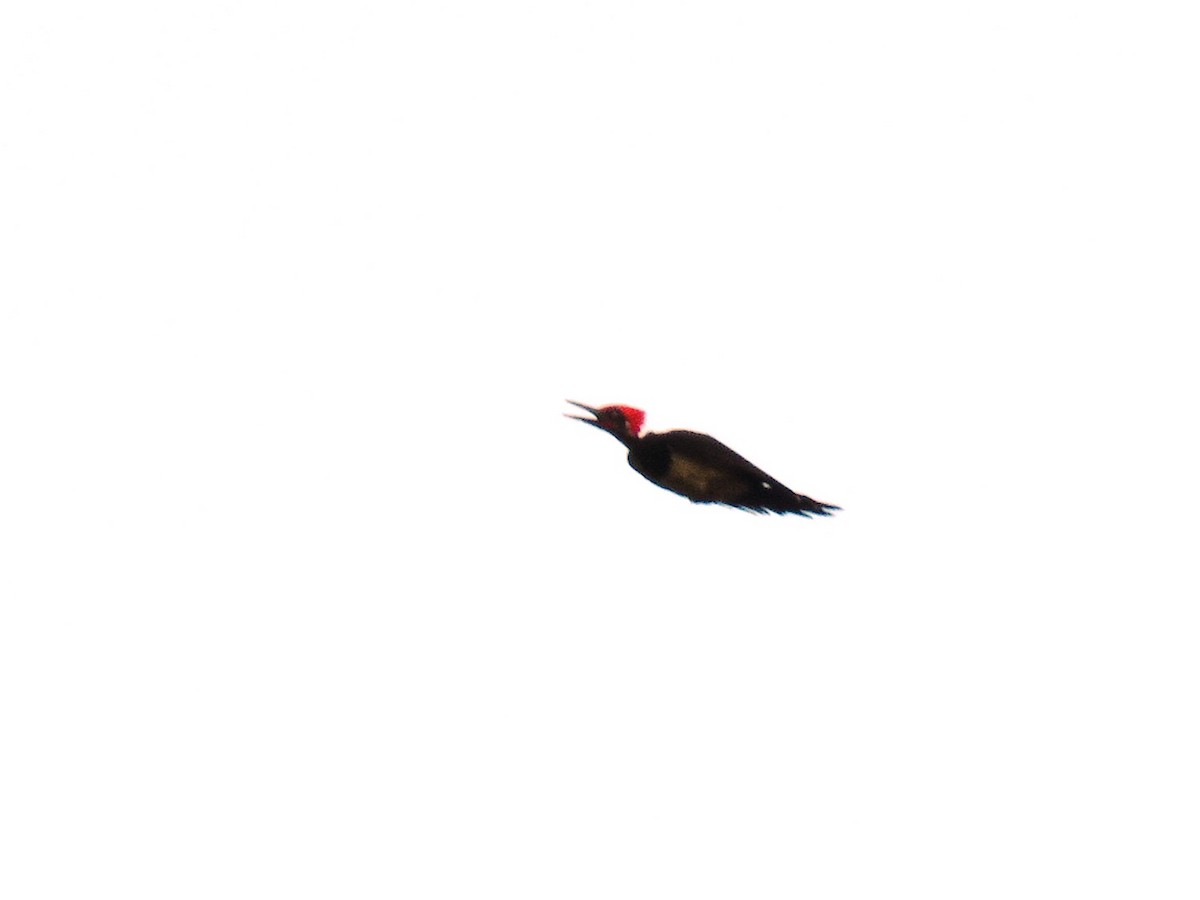 White-bellied Woodpecker - Thibaut RIVIERE