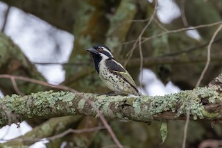  - Spot-flanked Barbet