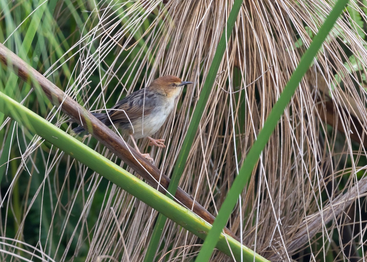 Carruthers's Cisticola - ML101126491