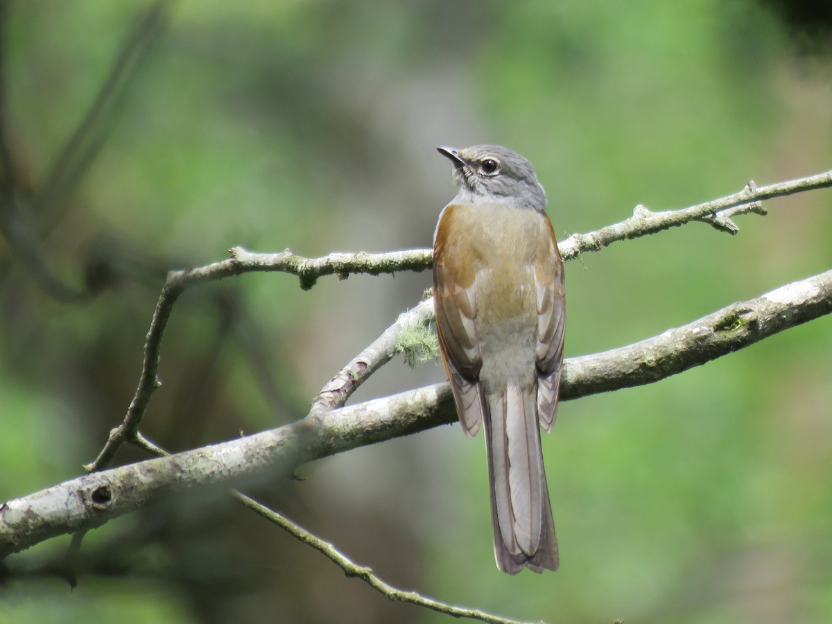 Brown-backed Solitaire - ML101127091