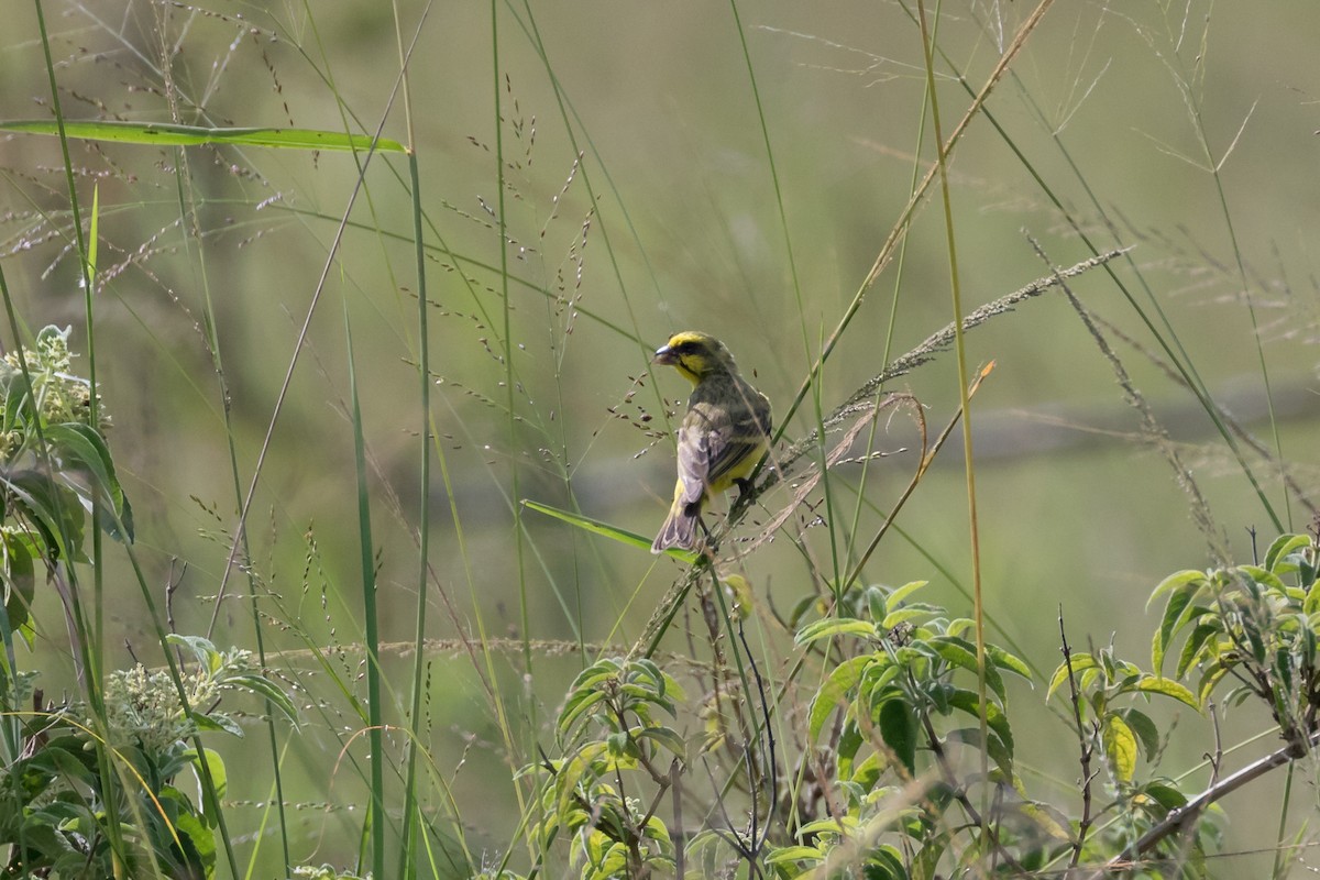 Yellow-fronted Canary - Christopher Sloan