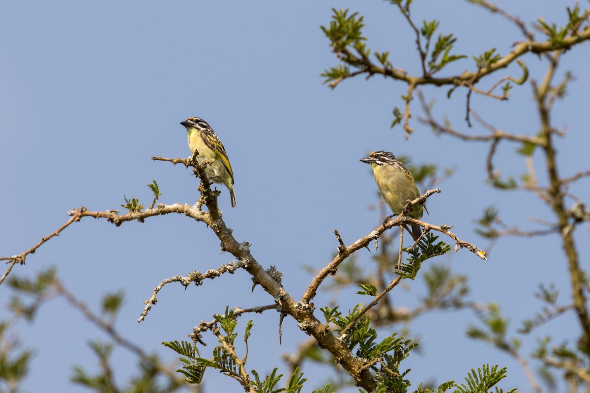 Yellow-fronted Tinkerbird - ML101127641