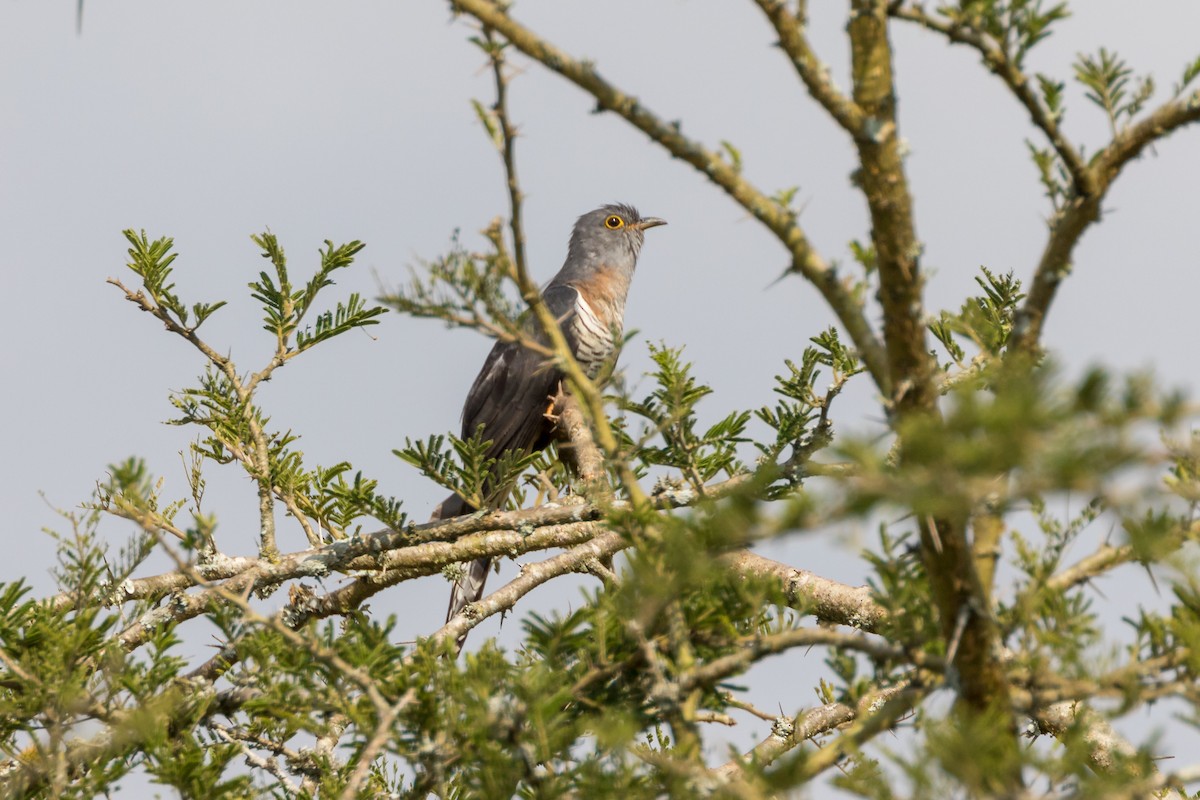 Red-chested Cuckoo - ML101127771