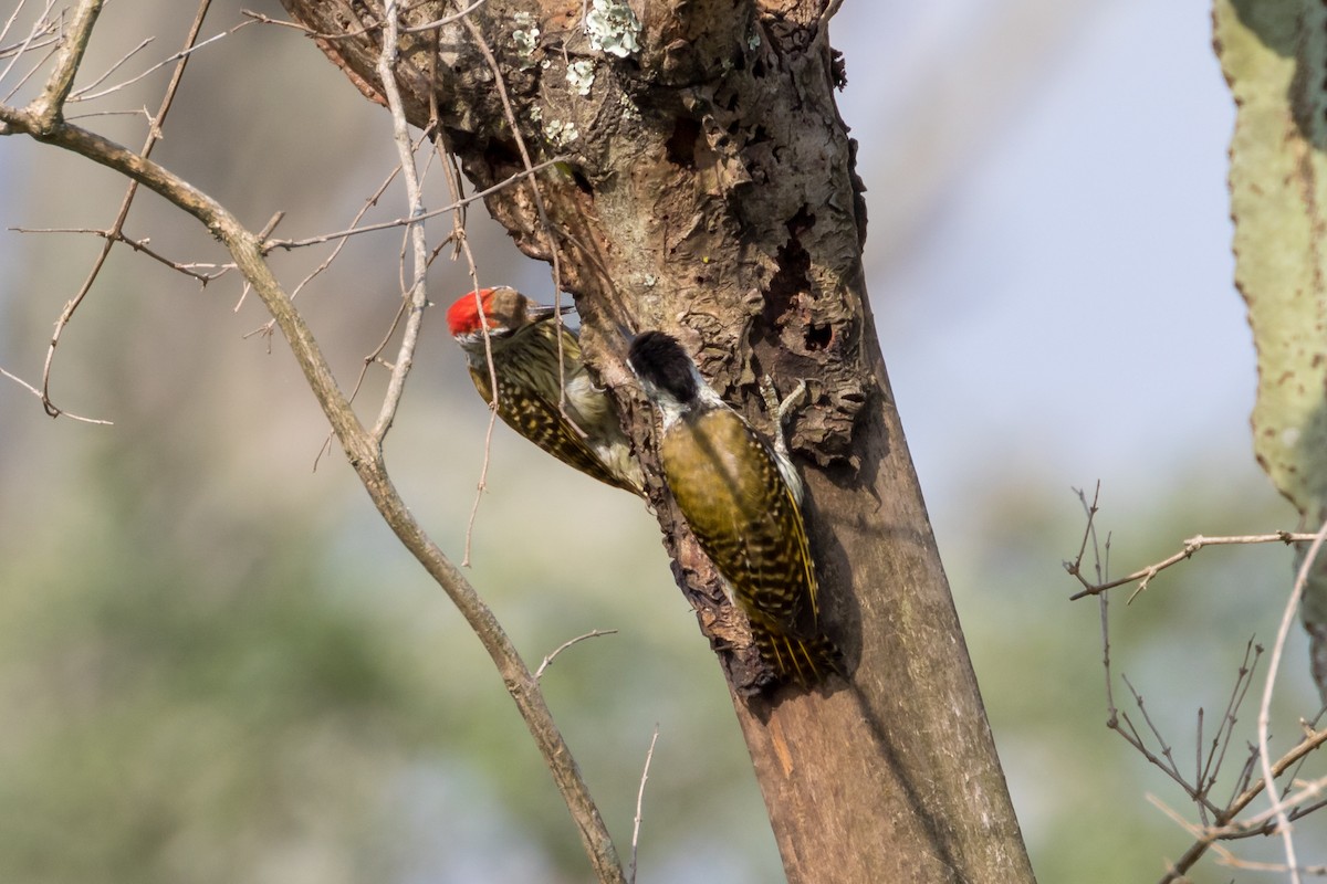 Cardinal Woodpecker - ML101127841