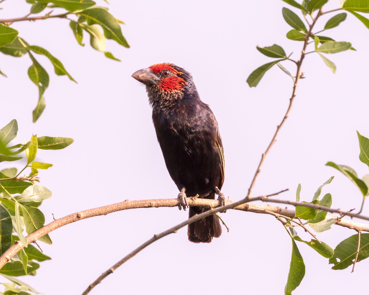 Red-faced Barbet - ML101128101