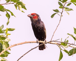  - Red-faced Barbet