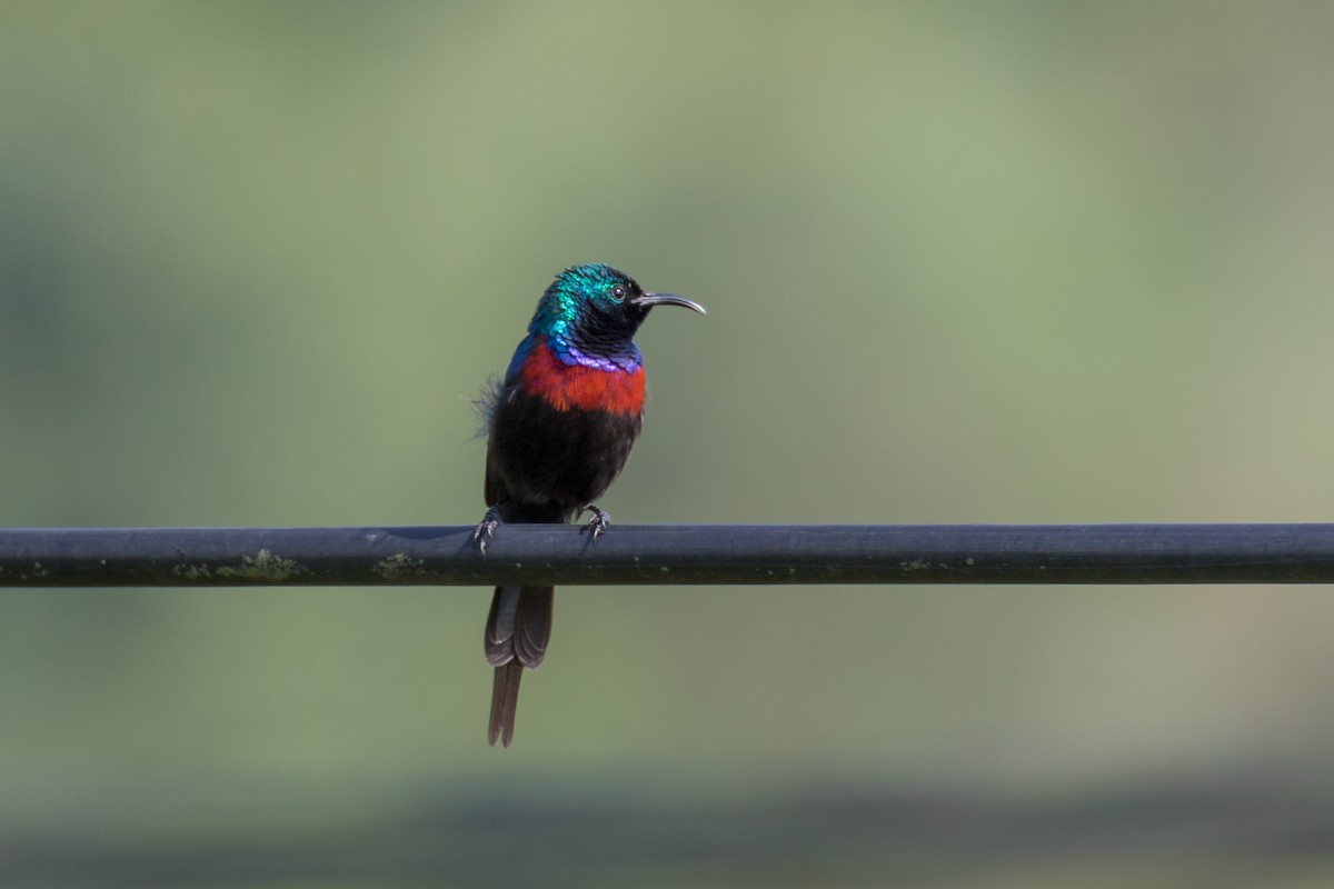 Red-chested Sunbird - ML101130881