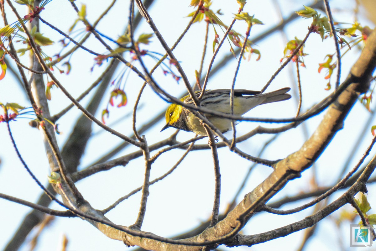Black-throated Green Warbler - Tyson Kahler