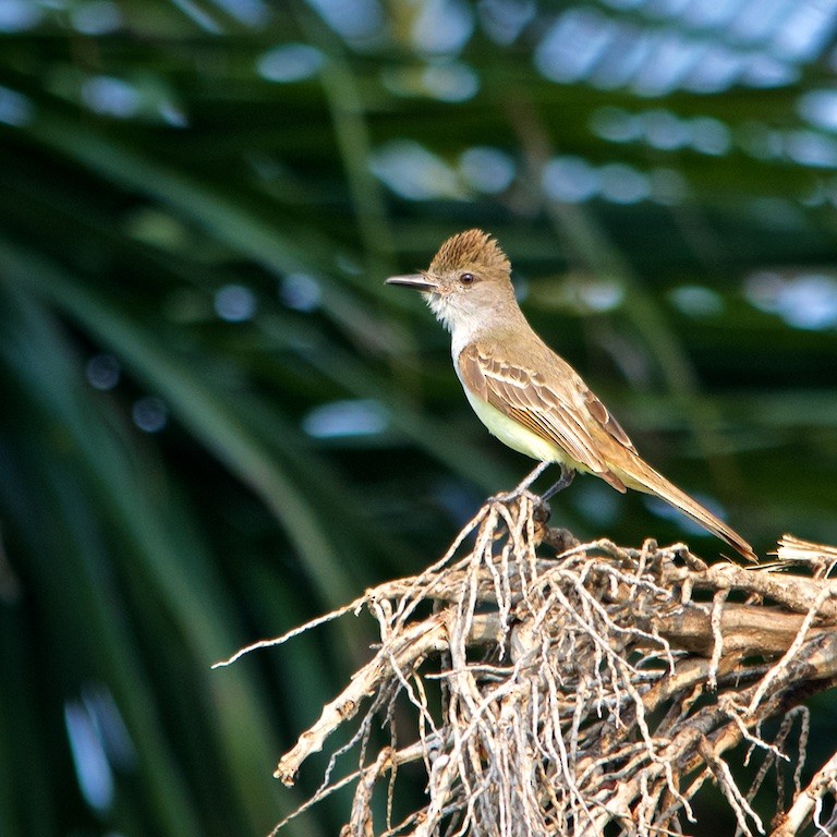 Brown-crested Flycatcher - Luis Iturriaga Morales