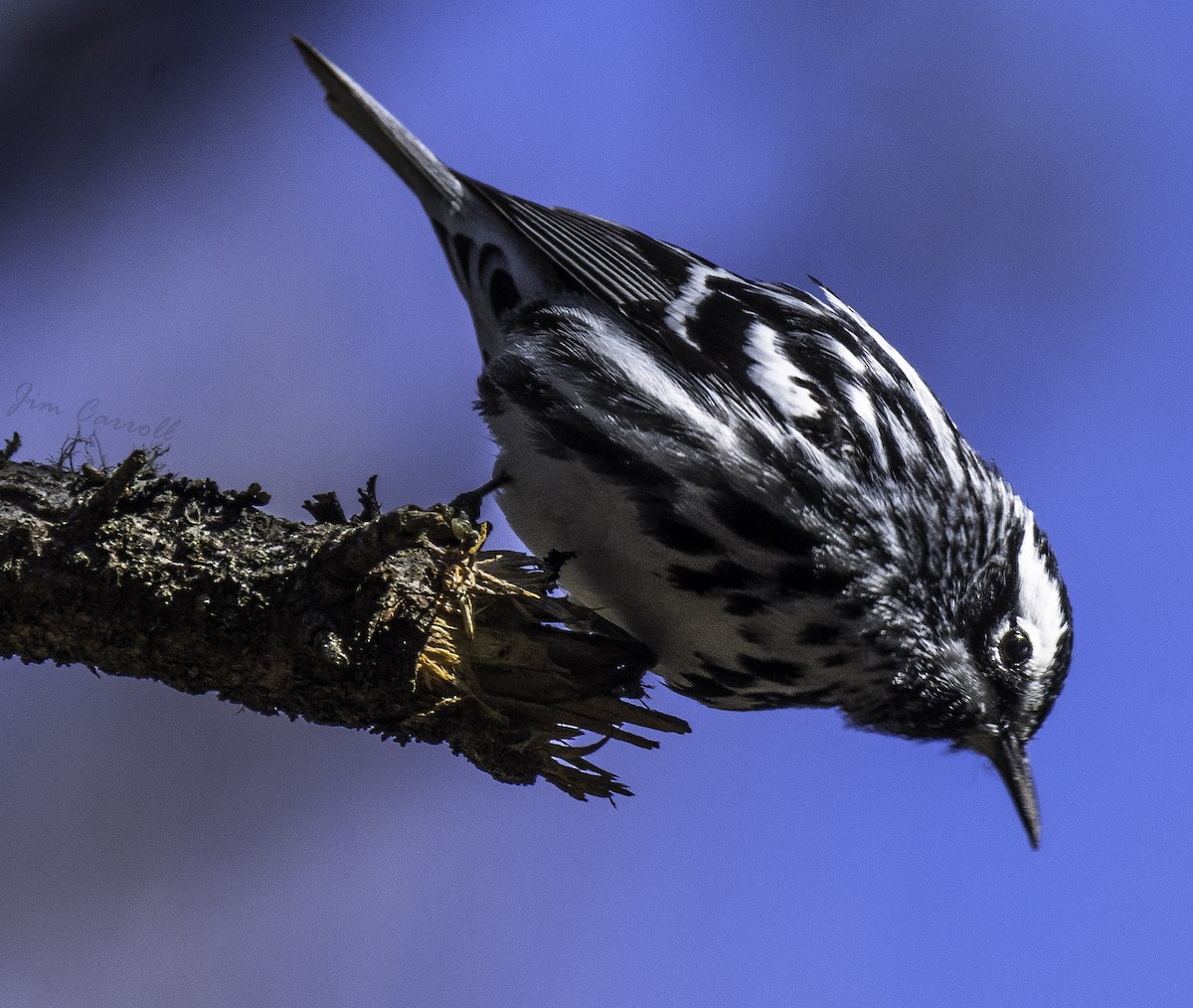 Black-and-white Warbler - ML101141041