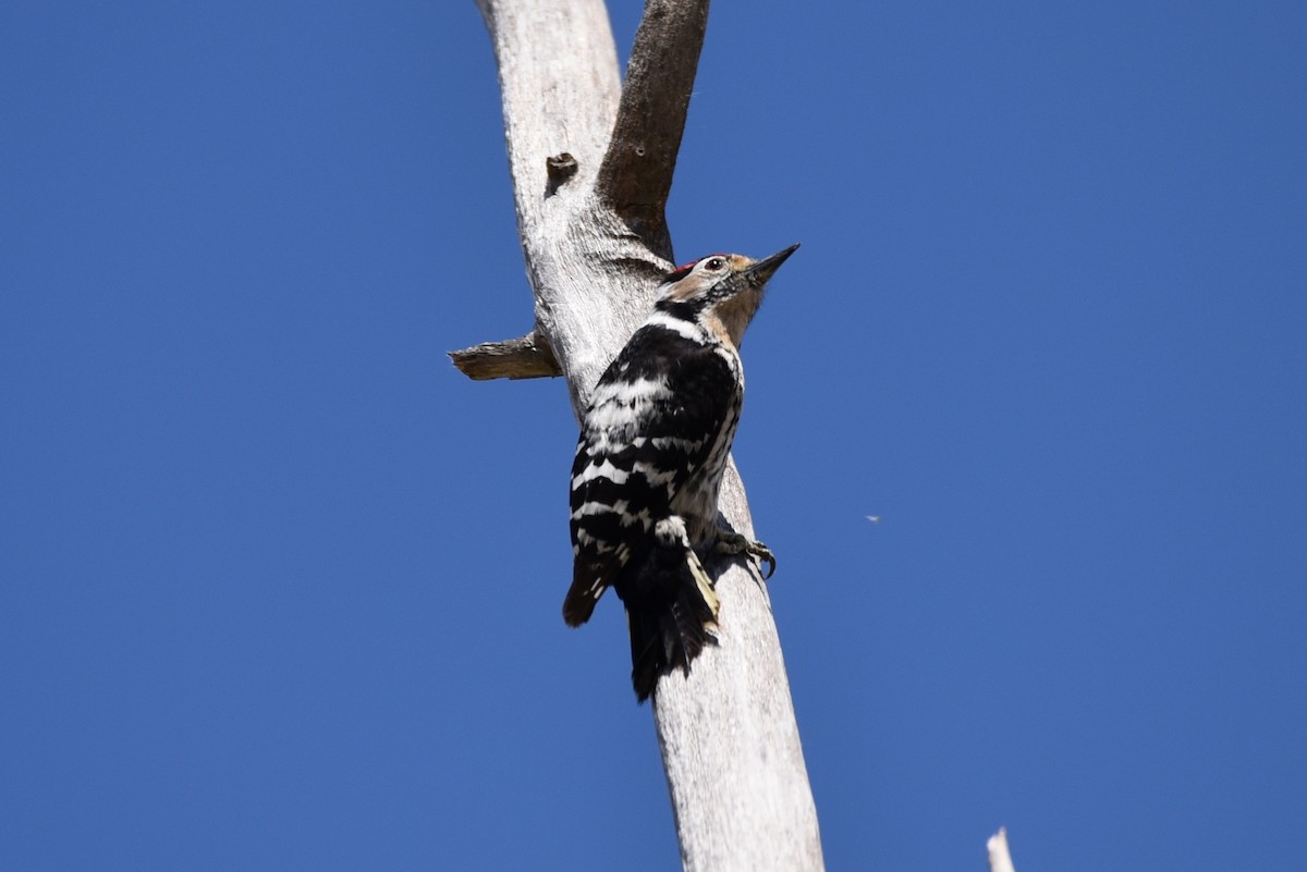 Lesser Spotted Woodpecker - ML101142901