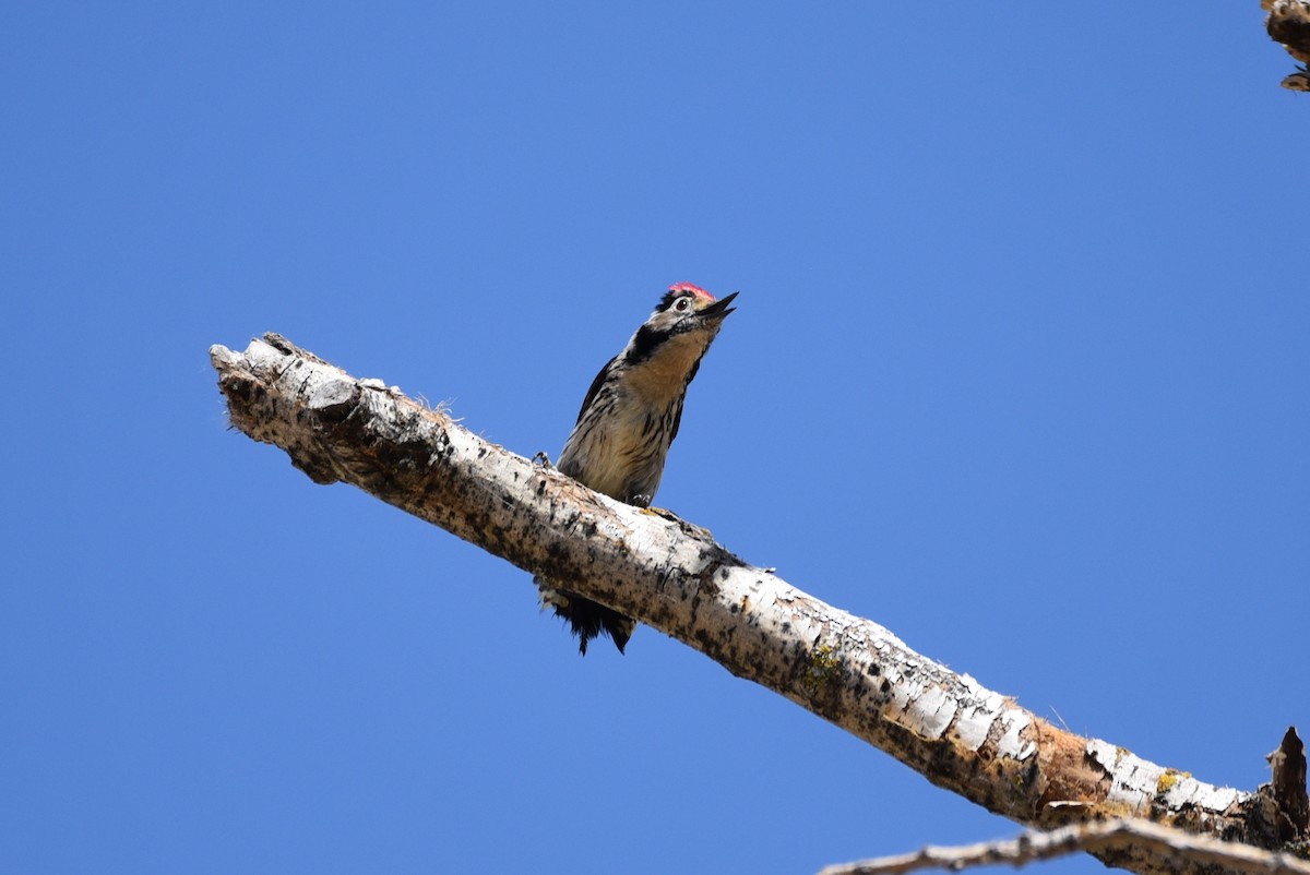 Lesser Spotted Woodpecker - ML101143021