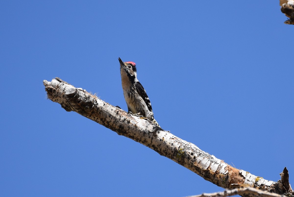 Lesser Spotted Woodpecker - ML101143041