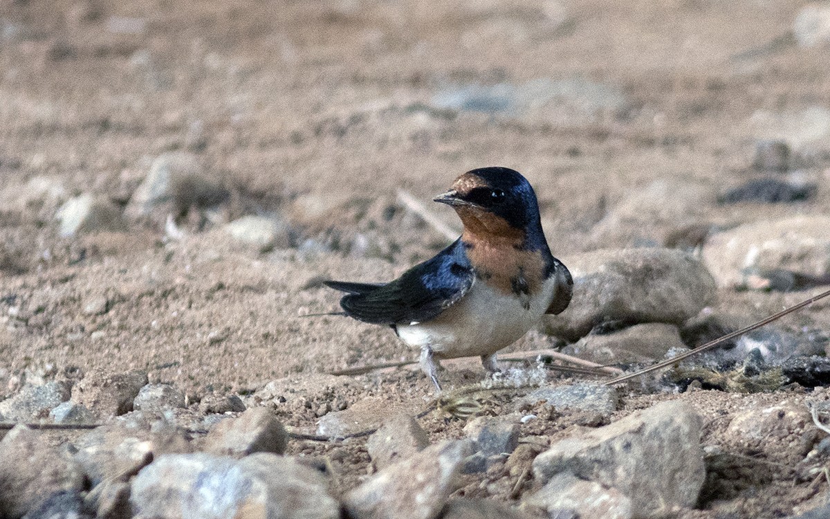 Barn Swallow - jerry amerson