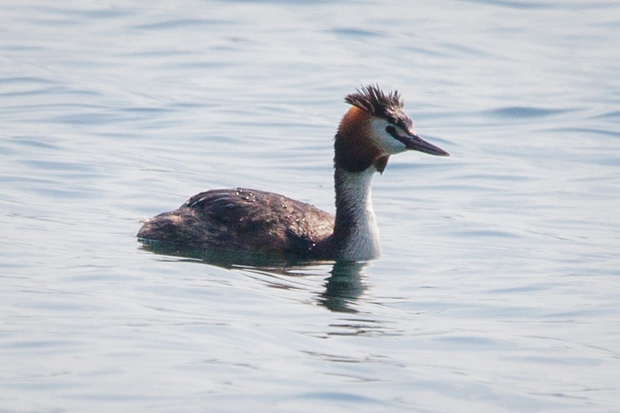 Great Crested Grebe - ML101145911