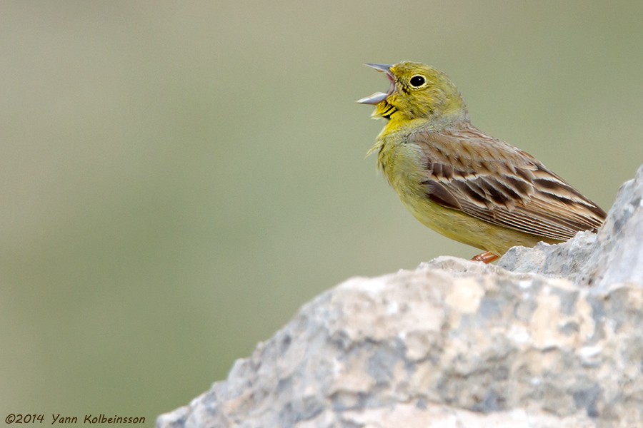 Cinereous Bunting (Yellow-bellied) - ML101146191