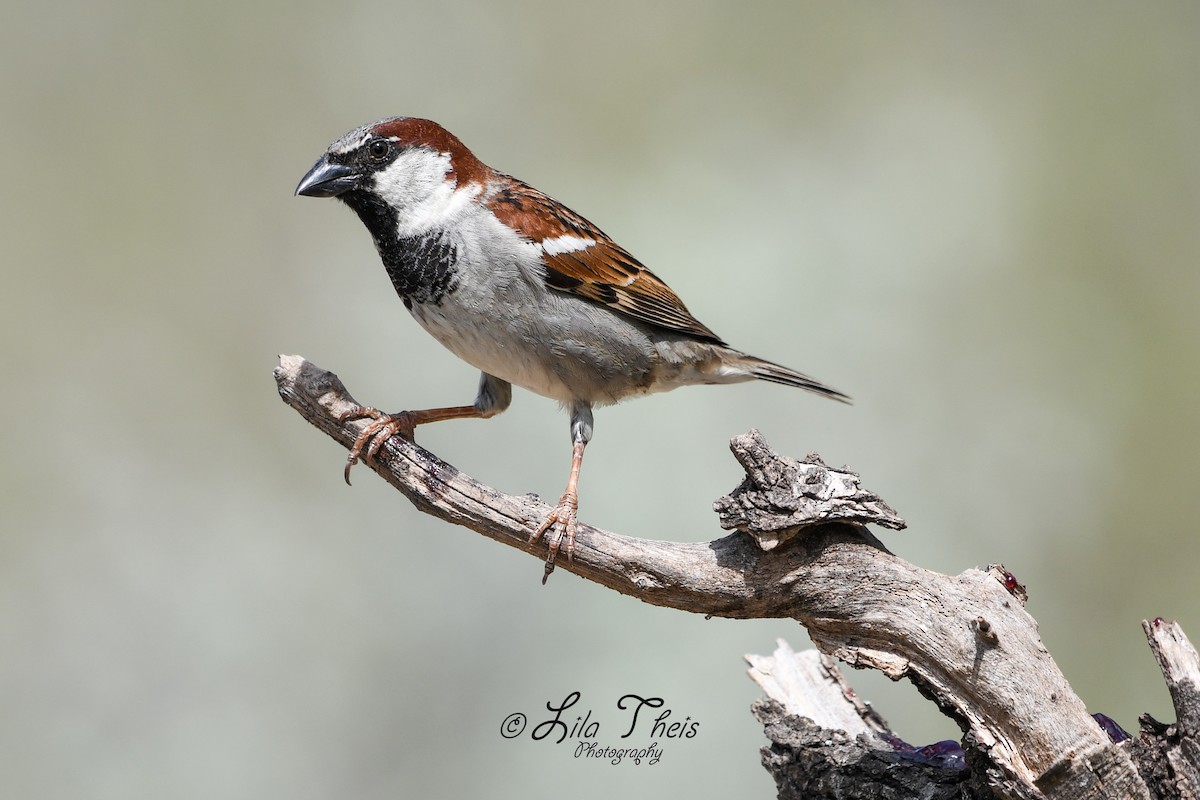 House Sparrow - Lila Theis