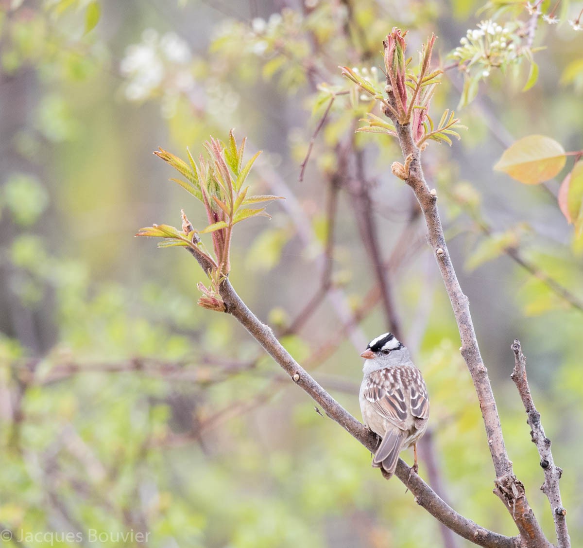 White-crowned Sparrow - ML101149281