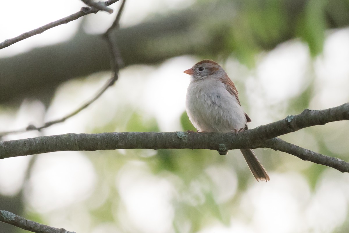 Field Sparrow - ML101149361