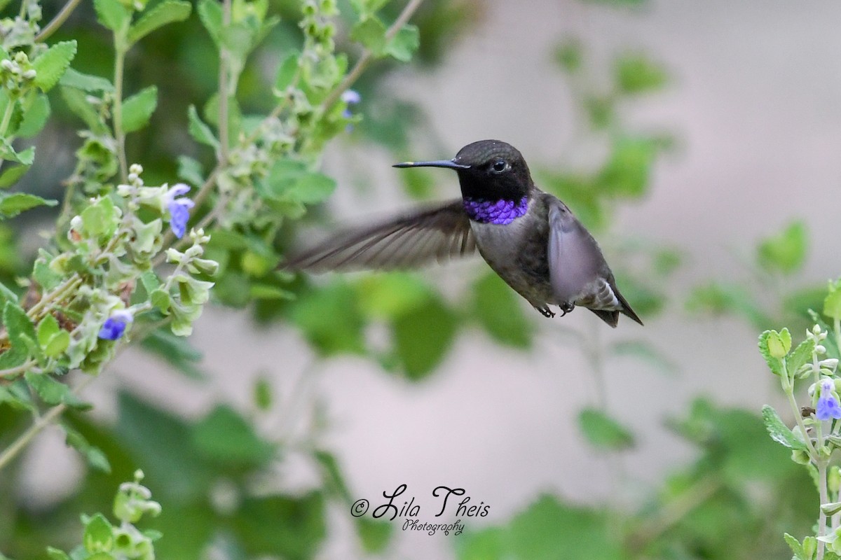 Black-chinned Hummingbird - ML101149531