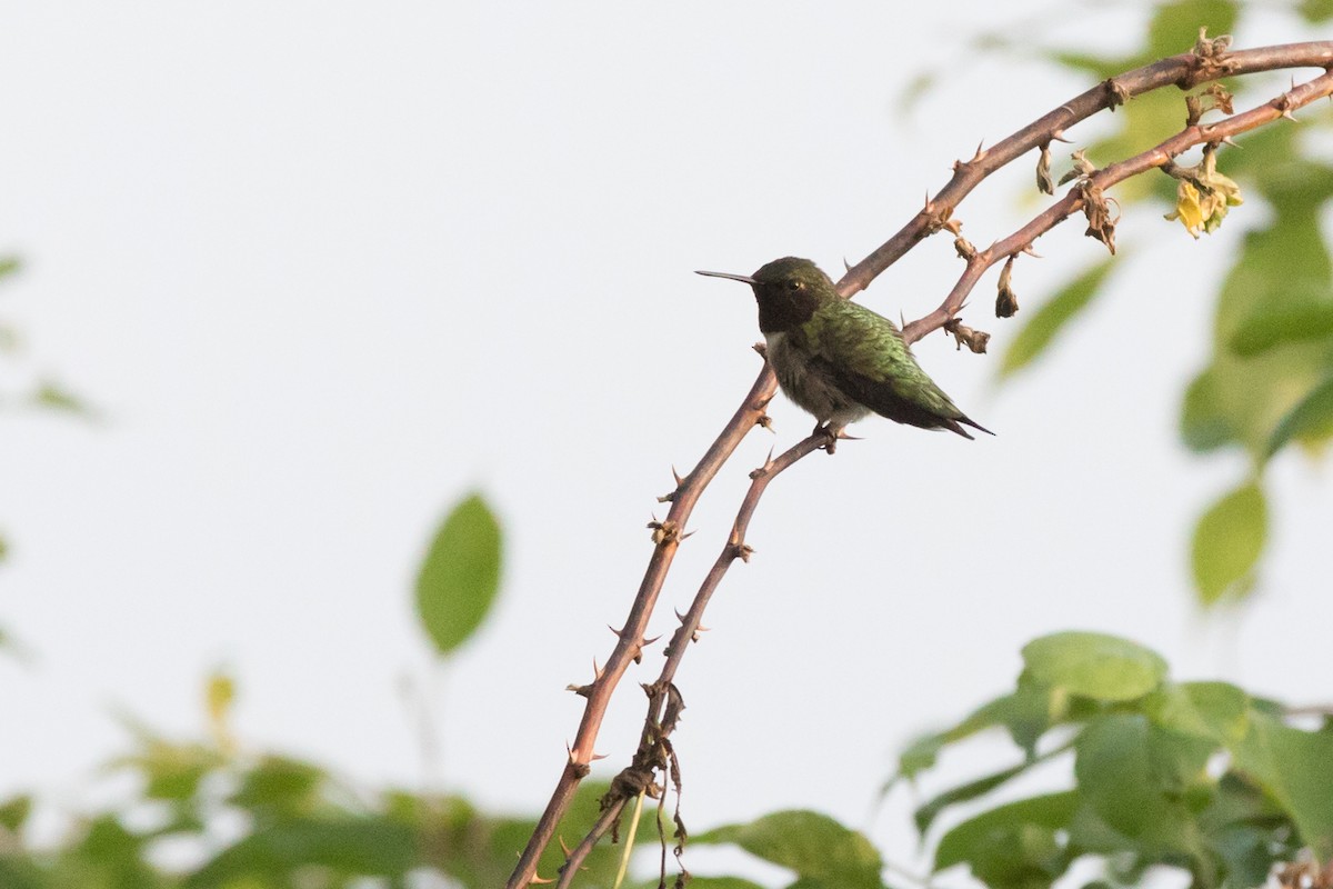 Ruby-throated Hummingbird - ML101149611