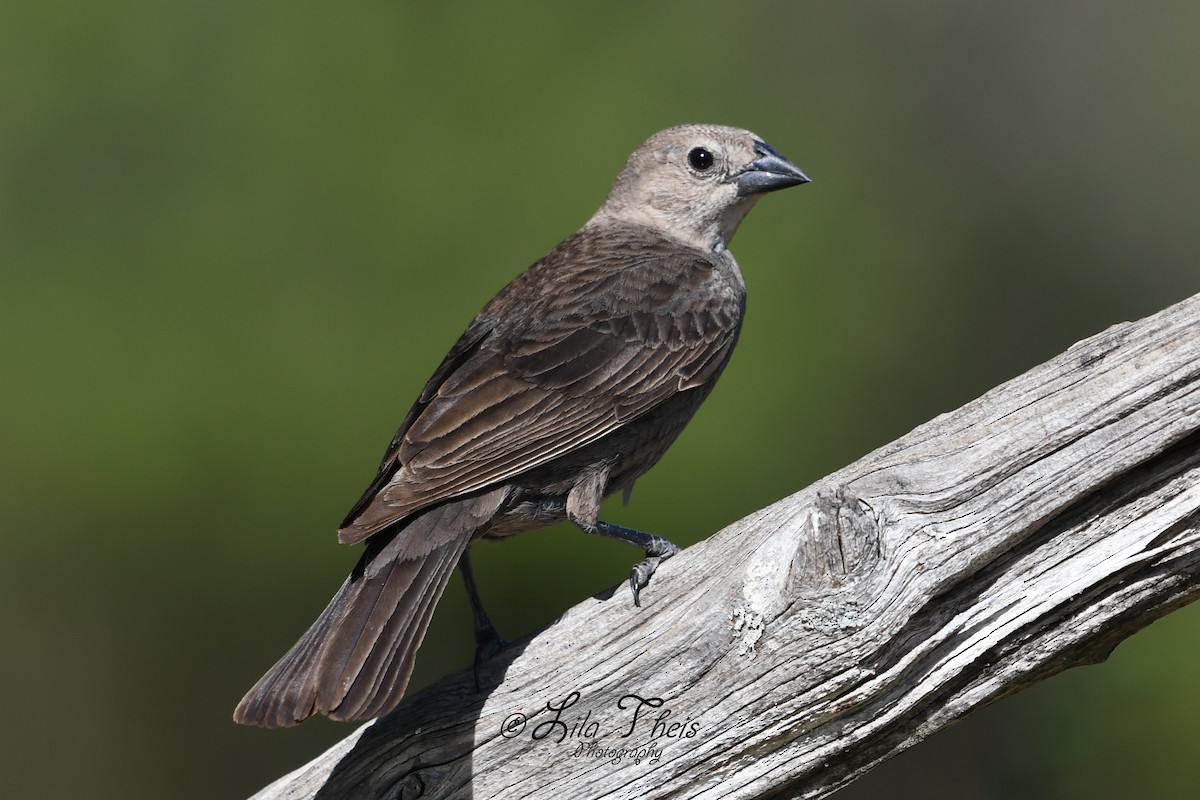 Brown-headed Cowbird - Lila Theis