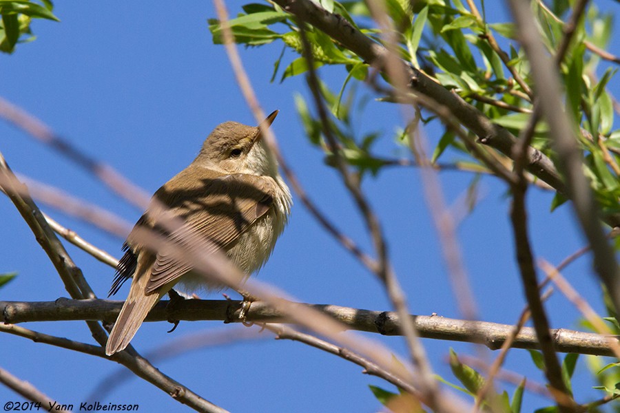 Common Reed Warbler - ML101151401