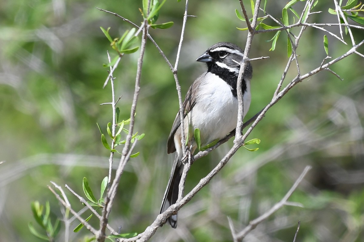 Black-throated Sparrow - ML101153111