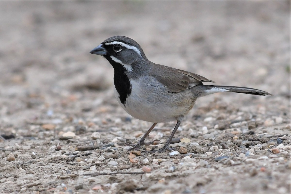 Black-throated Sparrow - ML101153121