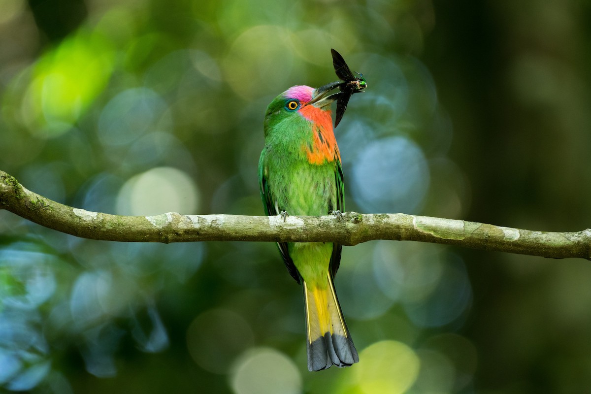 Red-bearded Bee-eater - Andaman Kaosung