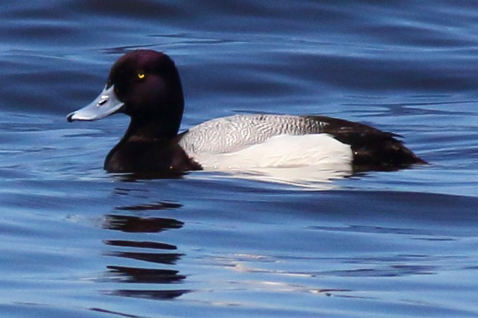 Lesser Scaup - Bruce Fisher