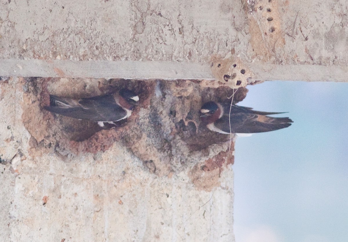 Cliff Swallow - Mark and Holly Salvato