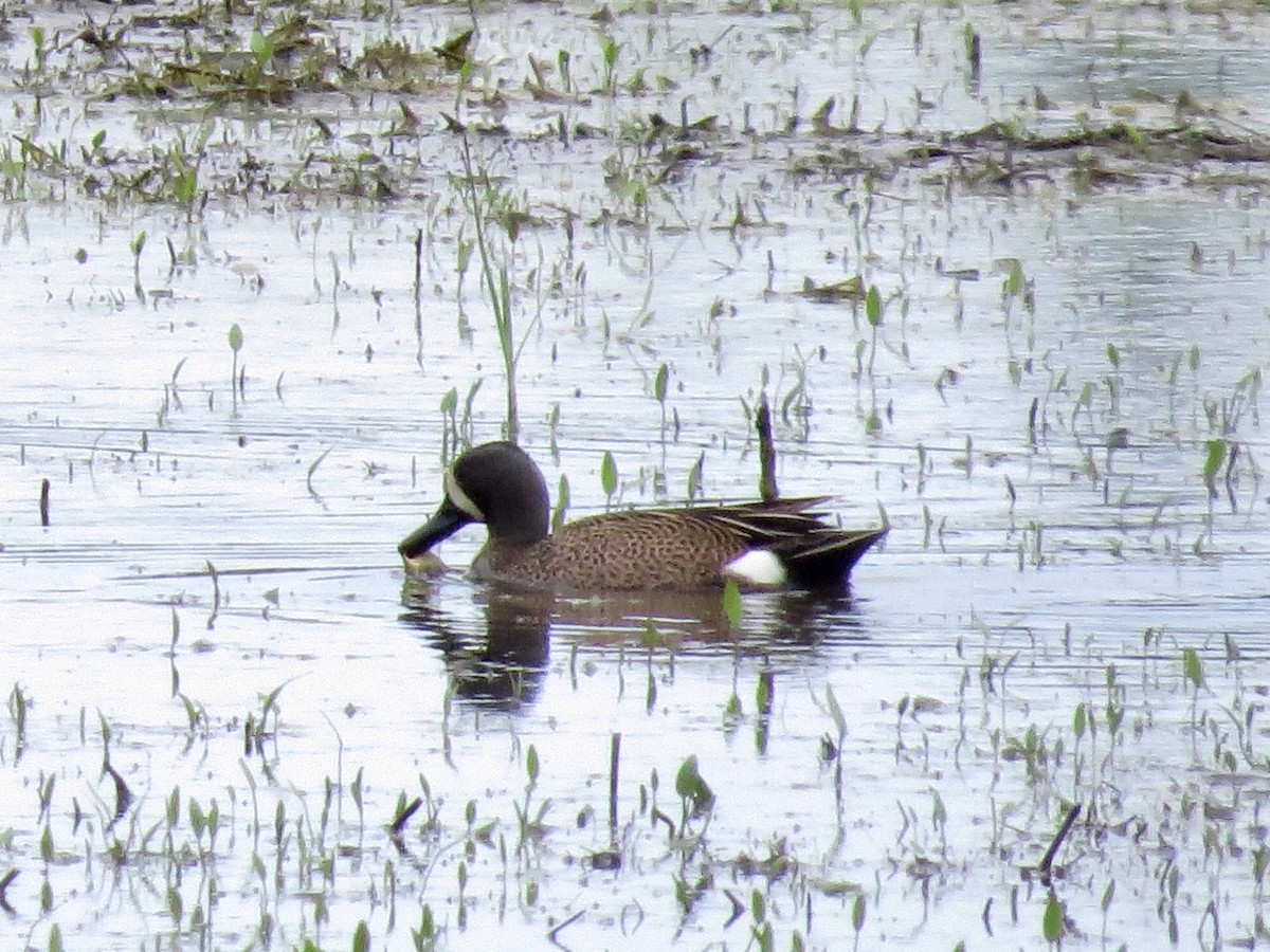 Blue-winged Teal - ML101157201