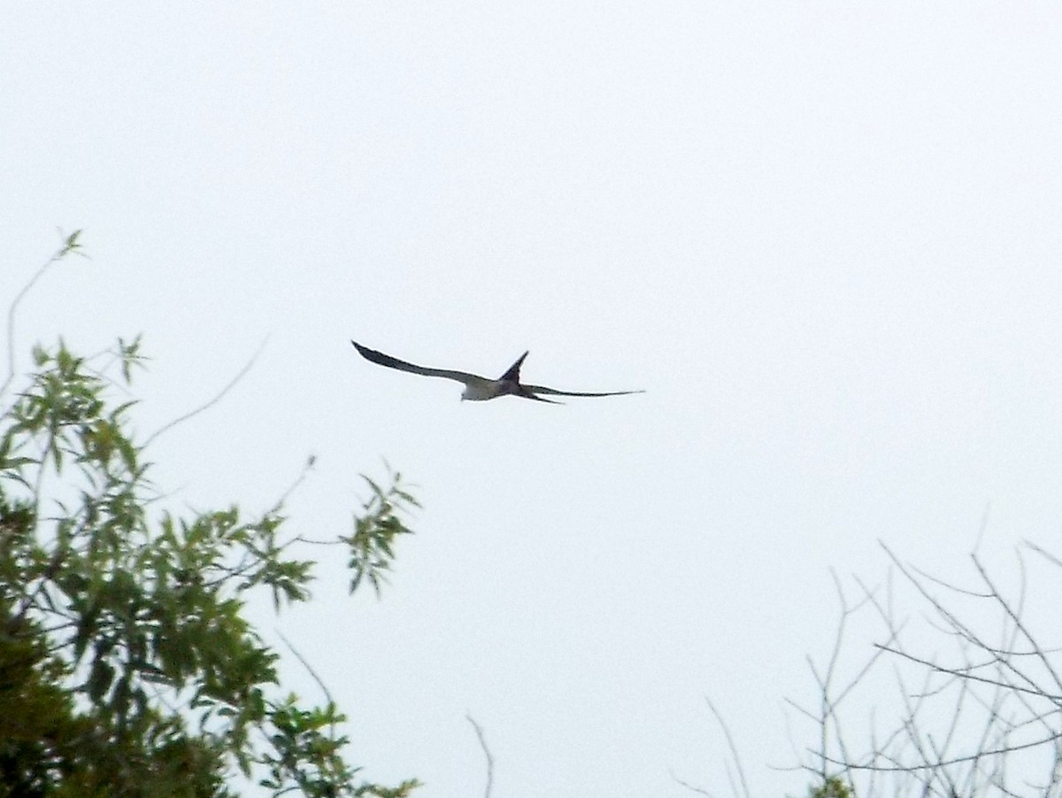 Swallow-tailed Kite - ML101158881